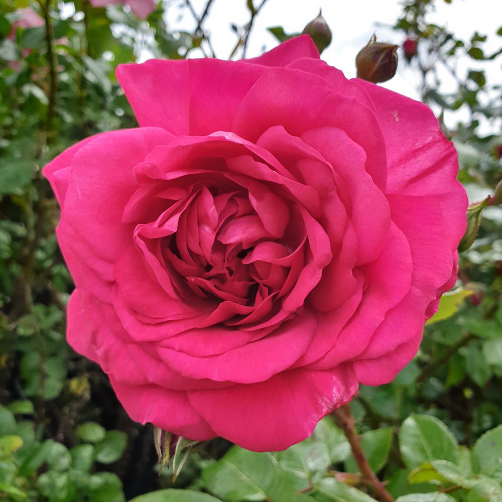 Trandafir Catarator roz-inchis Laguna, inflorire repetata, inflorire repetata - VERDENA-livrat in ghiveci plant-o-fix de 2 l
