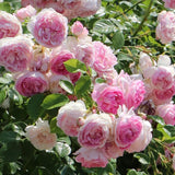 Trandafir Catarator roz-mov Jasmina, inflorire repetata - VERDENA-livrat in ghiveci plant-o-fix de 2 l