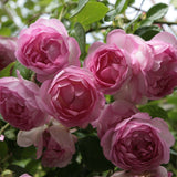 Trandafir Catarator roz-mov Jasmina, inflorire repetata - VERDENA-livrat in ghiveci plant-o-fix de 2 l