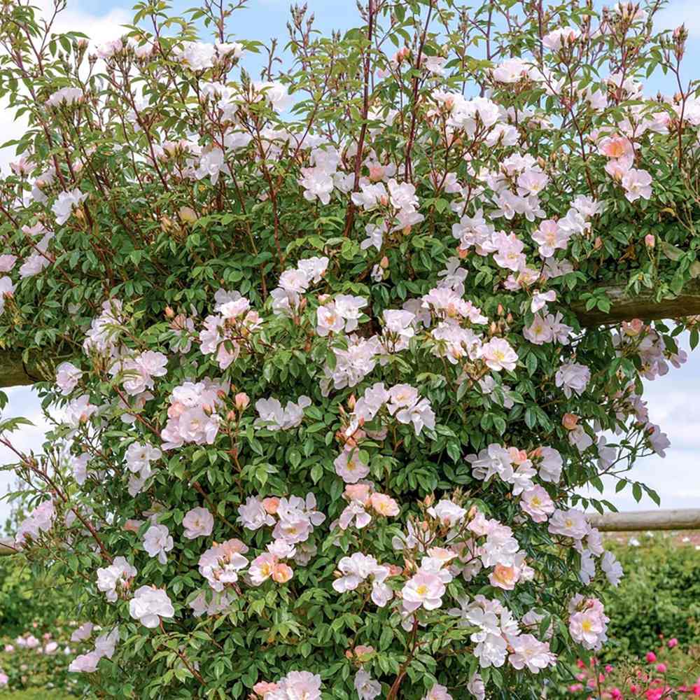 Trandafir Catarator roz Open Arms, inflorire repetata - VERDENA-80 cm inaltime, livrat in ghiveci de 5 l