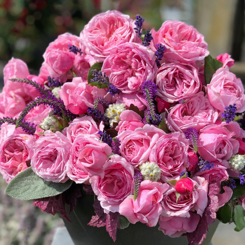 Trandafir Catarator roz-pur Kiss Me Kate - VERDENA-livrat in ghiveci plant-o-fix de 2L