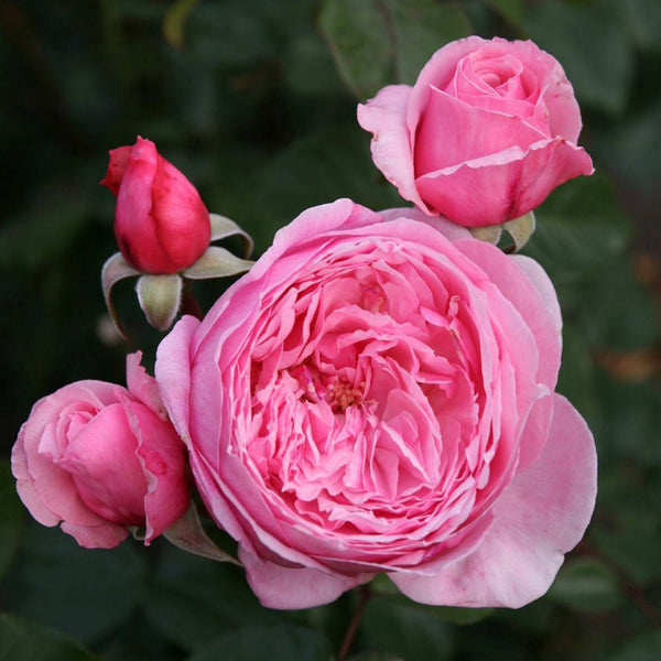 Trandafir Catarator roz-pur Kiss Me Kate - VERDENA-livrat in ghiveci plant-o-fix de 2L