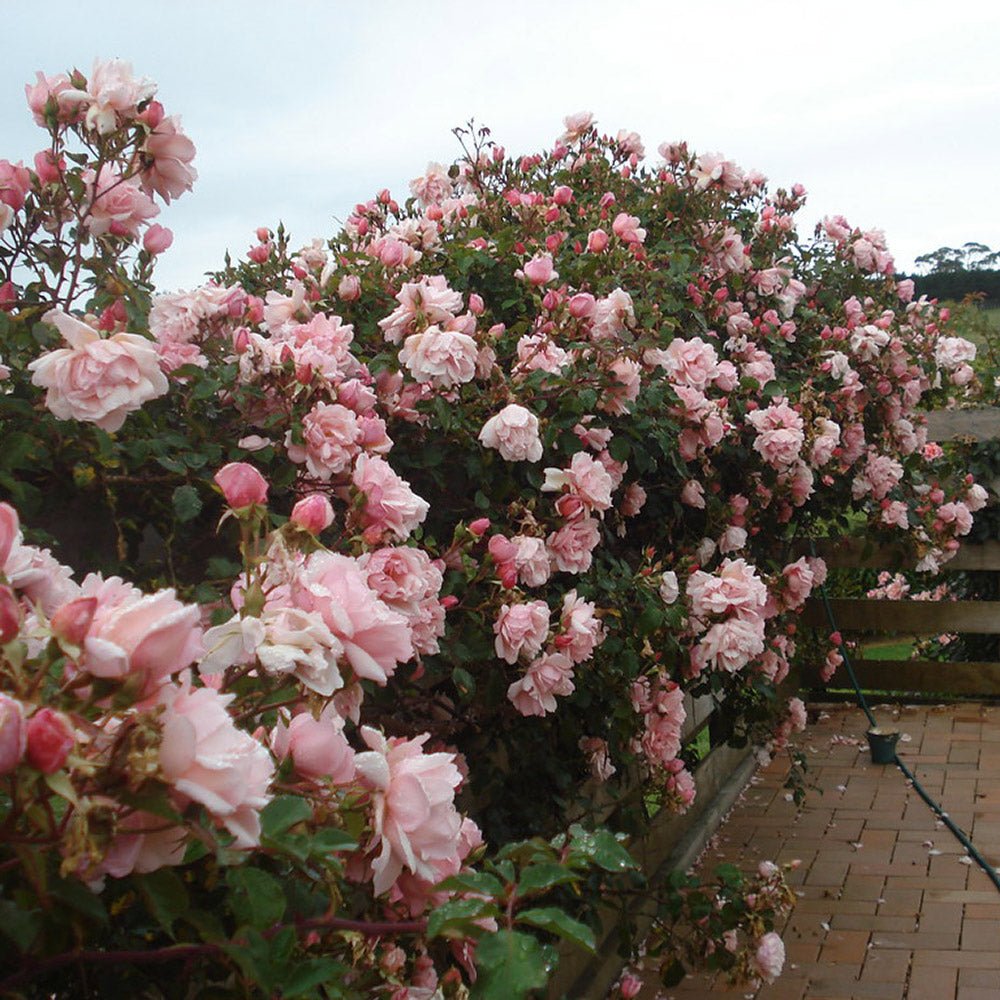Trandafir Catarator roz-somon Compassion - VERDENA-50-70 cm inaltime, livrat in ghiveci de 3 l