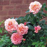 Trandafir Catarator roz-somon Compassion - VERDENA-50-70 cm inaltime, livrat in ghiveci de 3 l