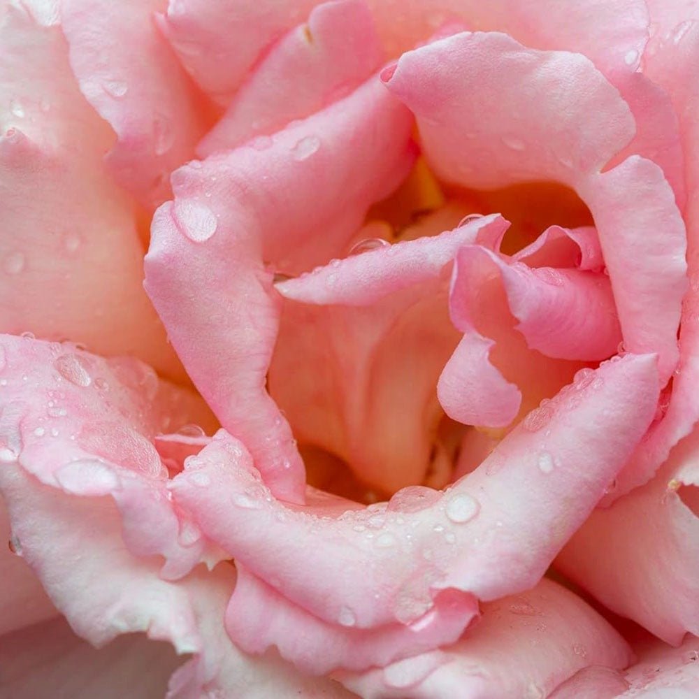 Trandafir Catarator roz-somon Compassion, parfum intens - VERDENA-50-70 cm inaltime, livrat in ghiveci de 3 l