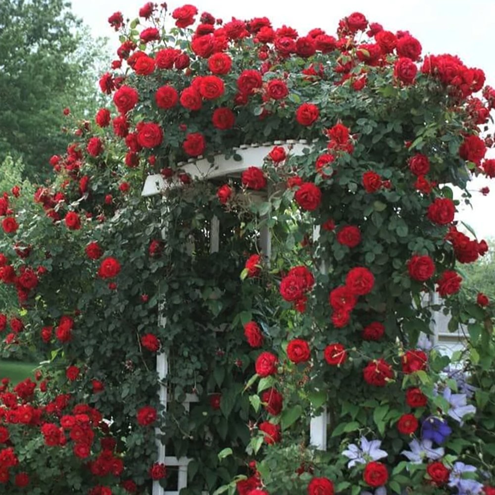 Trandafir catarator Santana - VERDENA-livrat in ghiveci de 5 L