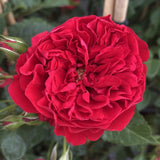 Trandafir catarator Santana - VERDENA-livrat in ghiveci de 5 L