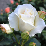 Trandafir catarator Schneewalzer, livrat in ghiveci plant-o-fix de 2L