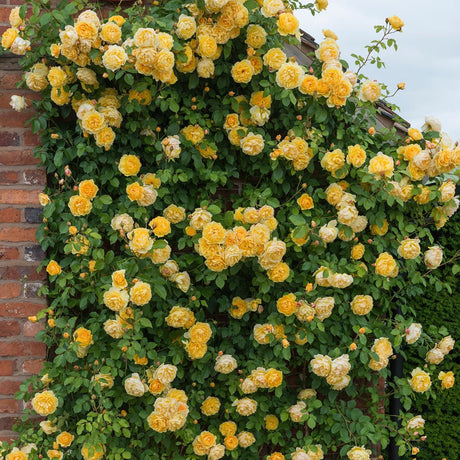 Trandafir catarator Sophia Renaissance - VERDENA-livrat in ghiveci de 5 L