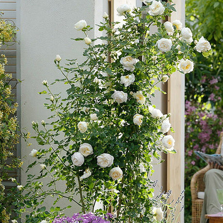 Trandafir catarator Uetersener Klosterrose - VERDENA-livrat in ghiveci de 5 L