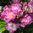 Trandafir catarator Veilchenblau, 150-175 cm la livrare, in ghiveci de 5.5 L