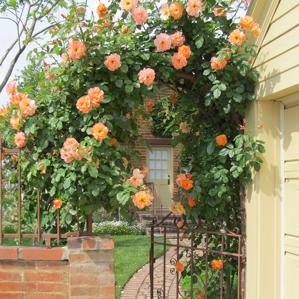 Trandafir catarator Westerland - VERDENA-Tulpina de 90 cm inaltime livrat in ghiveci de 5 L