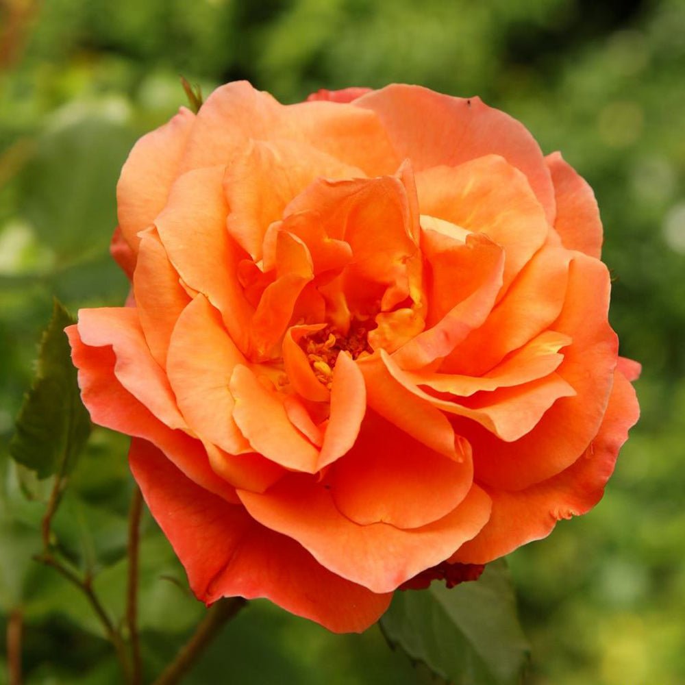 Trandafir catarator Westerland - VERDENA-Tulpina de 90 cm inaltime livrat in ghiveci de 5 L