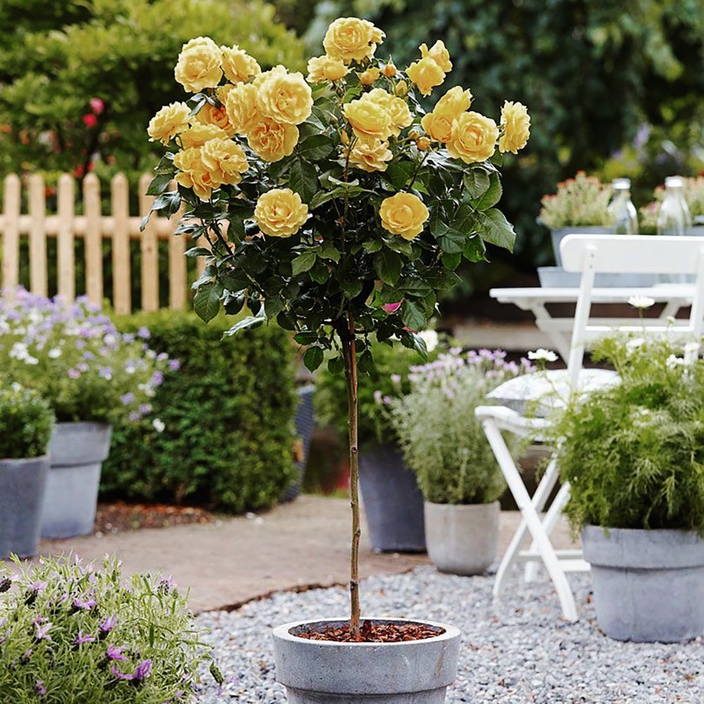 Trandafir copacel Absolutely Fabulous - VERDENA-Tulpina de 90 cm inaltime livrat in ghiveci de 5 L