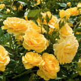 Trandafir copacel Absolutely Fabulous - VERDENA-Tulpina de 90 cm inaltime livrat in ghiveci de 5 L