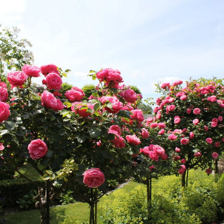 Trandafir copacel Berleburg Castle - VERDENA-Tulpina de 90 cm inaltime livrat in ghiveci de 5 L