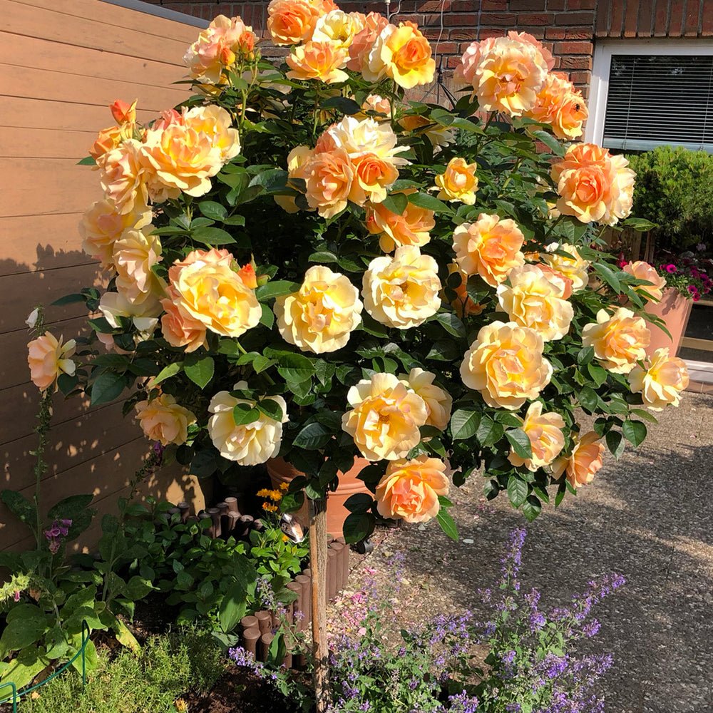 Trandafir copacel Hansestadt Rostock - VERDENA-Tulpina de 90 cm inaltime livrat in ghiveci de 5 L
