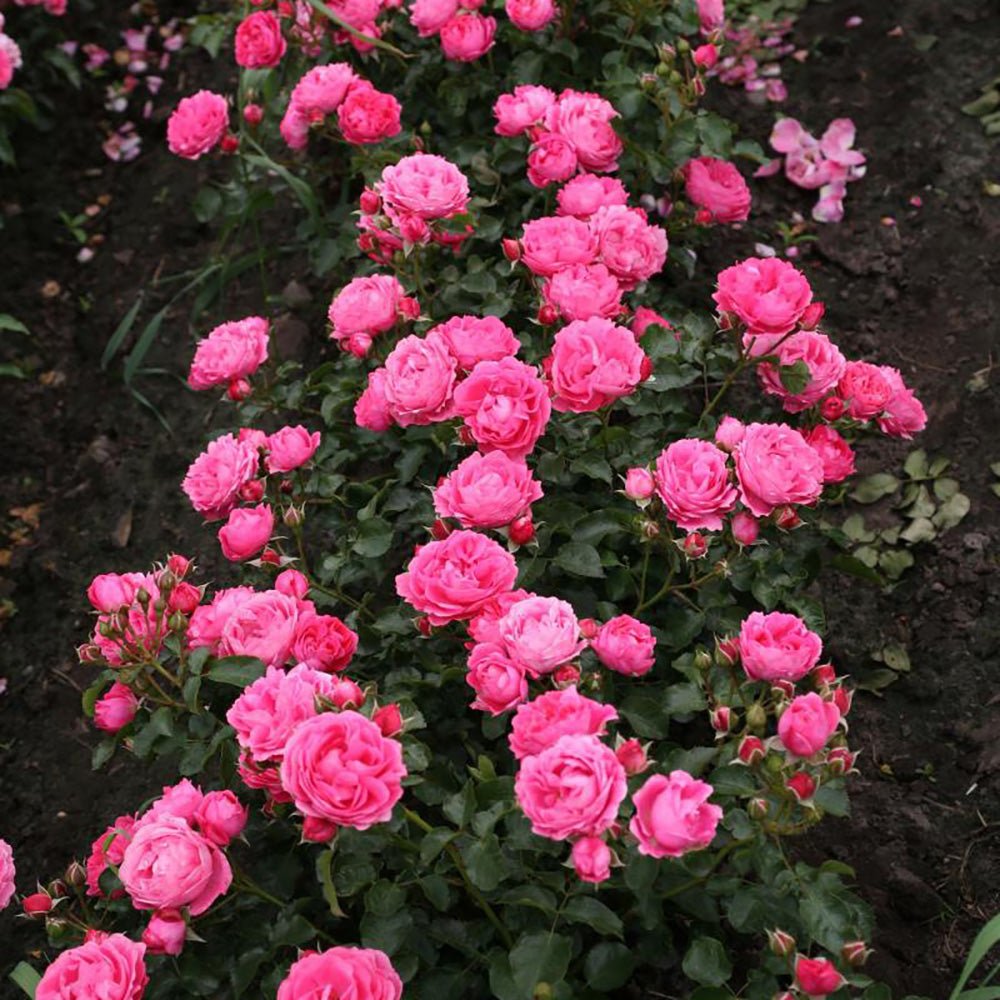 Trandafir copacel Moin Moin - VERDENA-Tulpina de 60 cm inaltime livrat in ghiveci de 5 L