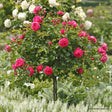 Trandafir copacel Moin Moin - VERDENA-Tulpina de 60 cm inaltime livrat in ghiveci de 5 L