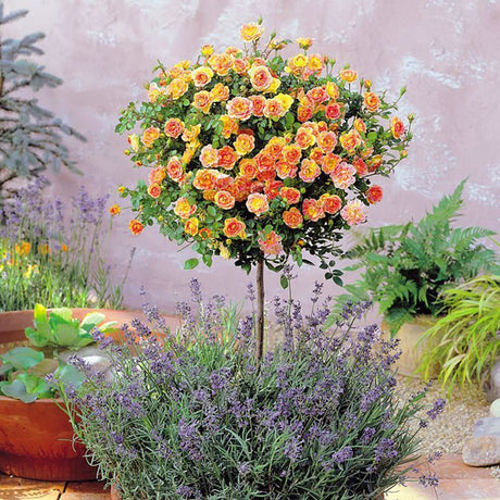 Trandafir copacel Orange Meilove - VERDENA-Tulpina de 90 cm inaltime livrat in ghiveci de 5 L