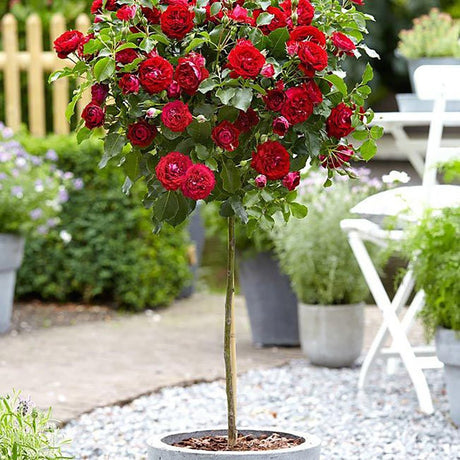 Trandafir copacel Red Meilove - VERDENA-Tulpina de 90 cm inaltime livrat in ghiveci de 5 L