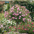 Trandafir copacel Rose Meilove - VERDENA-Tulpina de 90 cm inaltime livrat in ghiveci de 5 L
