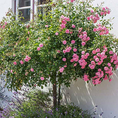 Trandafir copacel Rose Meilove - VERDENA-Tulpina de 90 cm inaltime livrat in ghiveci de 5 L