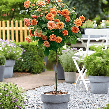 Trandafir copacel Royal Orange - VERDENA-Tulpina de 55 cm inaltime livrat in ghiveci de 6 L