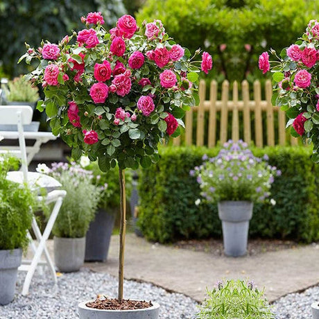 Trandafir copacel Royal Pink - VERDENA-Tulpina de 55 cm inaltime livrat in ghiveci de 6 L