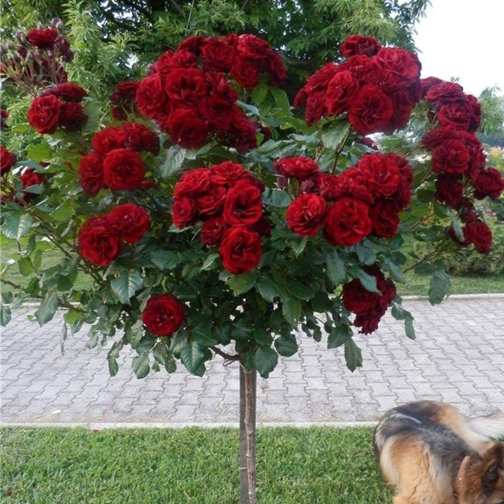 Trandafir copacel Royal Red - VERDENA-Tulpina de 55 cm inaltime livrat in ghiveci de 6 L