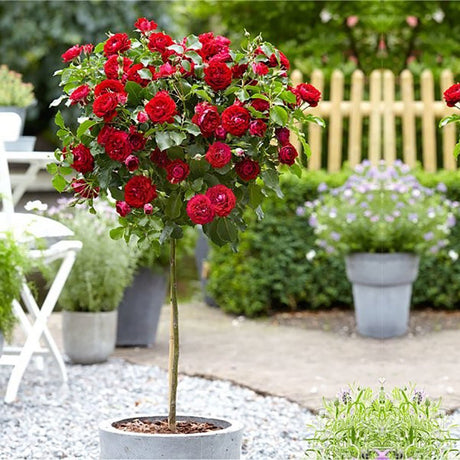 Trandafir copacel Royal Red - VERDENA-Tulpina de 55 cm inaltime livrat in ghiveci de 6 L
