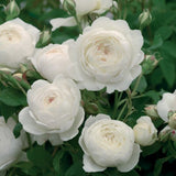 Trandafir copacel Royal White - VERDENA-Tulpina de 55 cm inaltime livrat in ghiveci de 6 L