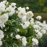 Trandafir copacel Royal White - VERDENA-Tulpina de 55 cm inaltime livrat in ghiveci de 6 L