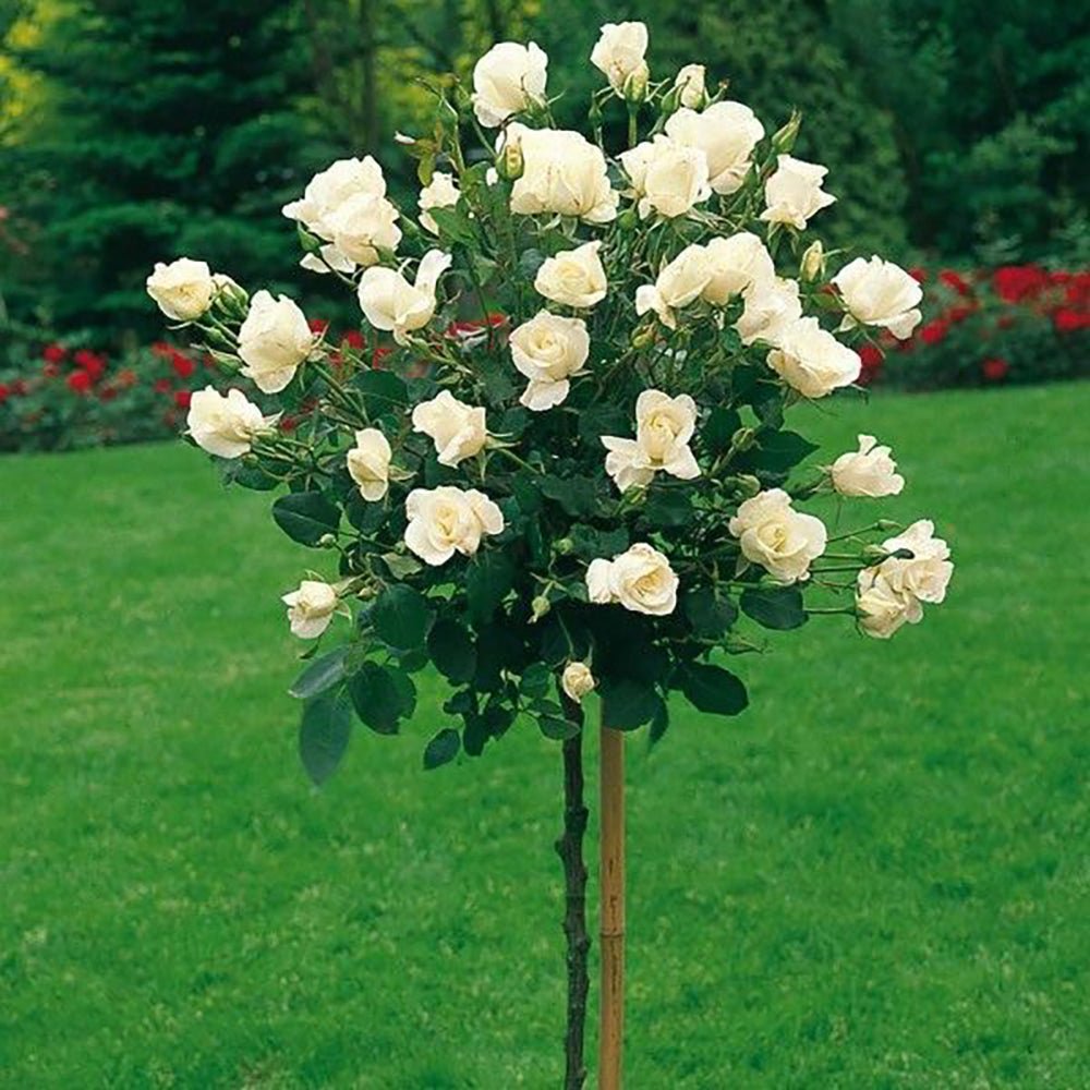 Transafir Trandafir pomisor alb Royal White | Verdena – VERDENA