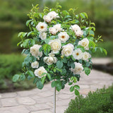 Trandafir copacel Schneewitchen - VERDENA-Tulpina de 90 cm inaltime livrat in ghiveci de 5 L