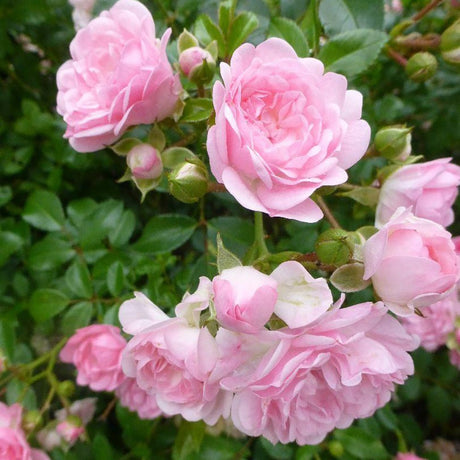 Trandafir copacel The Fairy - VERDENA-Tulpina de 60 cm inaltime livrat in ghiveci de 5 L