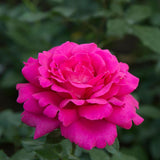 Trandafir de dulceata Teahibrid roz-rosu-purpuriu Rose de Rescht, inflorire repetata - VERDENA-livrat in ghiveci plant-o-fix de 2 l