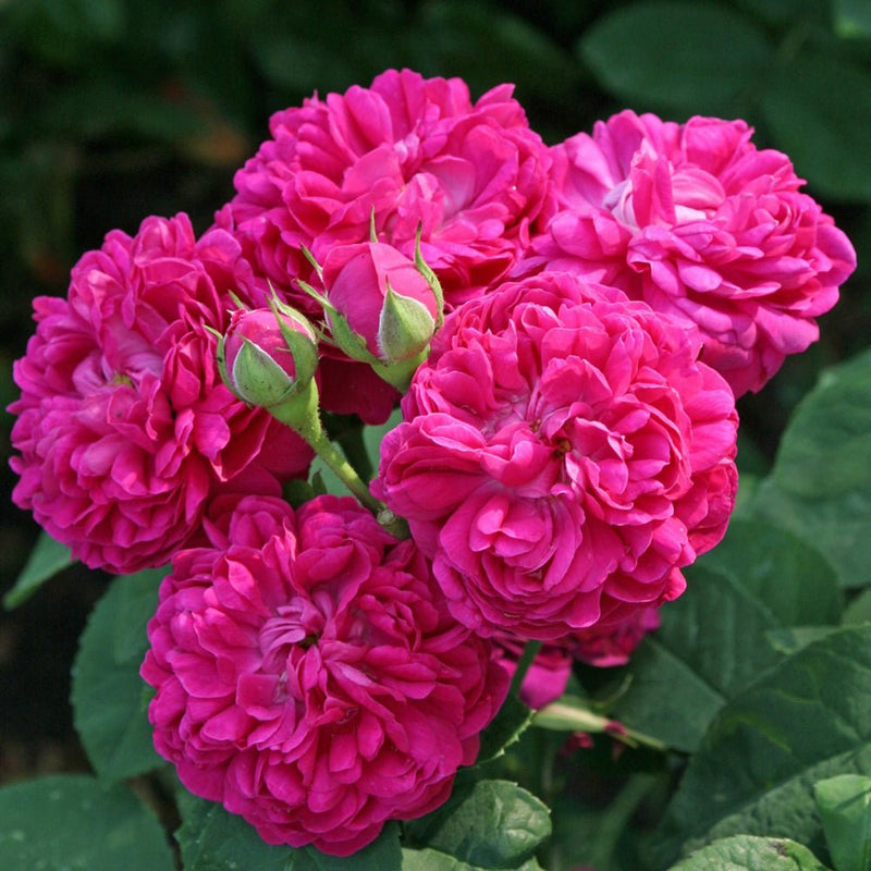 Trandafir de dulceata Teahibrid roz-rosu-purpuriu Rose de Rescht, inflorire repetata - VERDENA-livrat in ghiveci plant-o-fix de 2 l