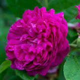 Trandafir de dulceata Teahibrid roz-violet Rose de Rescht, inflorire repetata - VERDENA-livrat in ghiveci plant-o-fix de 2 l