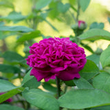 Trandafir de dulceata Teahibrid roz-violet Rose de Rescht, inflorire repetata - VERDENA-livrat in ghiveci plant-o-fix de 2 l