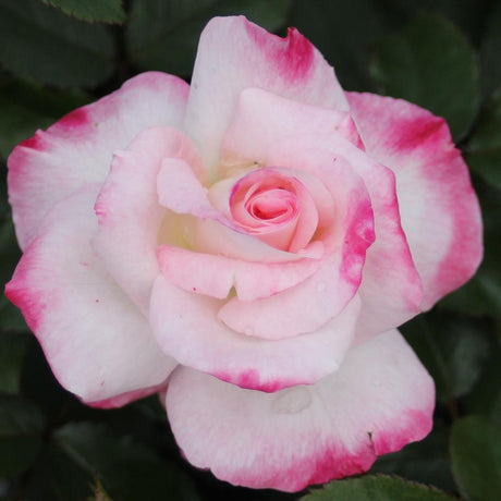 Trandafir floribunda Abigaile, livrat in ghiveci plant-o-fix de 2L