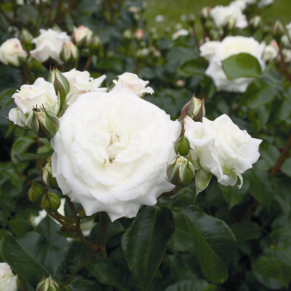 Trandafir Floribunda Alabaster, livrat in ghiveci plant-o-fix de 2L