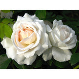 Trandafir floribunda alb Kosmos, cu parfum intens - VERDENA-livrat in ghiveci plant-o-fix de 2 l