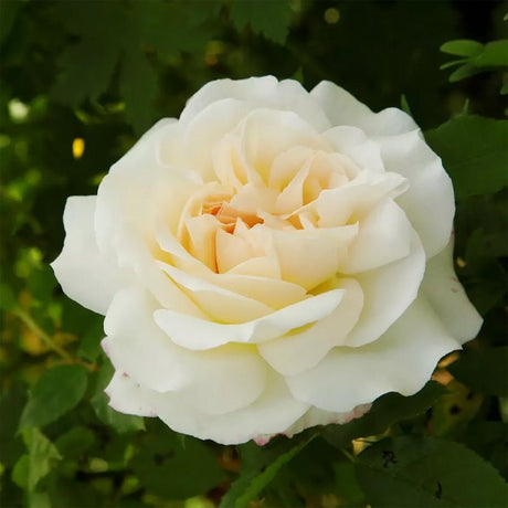 Trandafir floribunda alb Kosmos, cu parfum intens - VERDENA-livrat in ghiveci plant-o-fix de 2 l