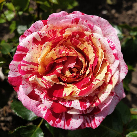 Trandafir Floribunda alb-rosu dungat Abracadabra, inflorire repetata - VERDENA-livrat in ghiveci plant-o-fix de 2 l