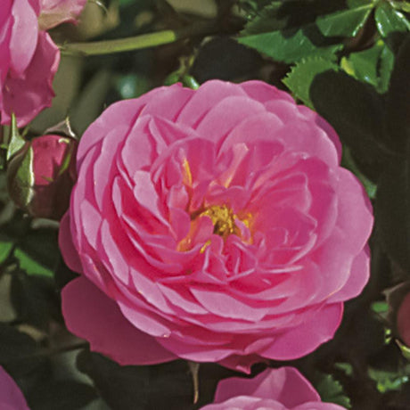 Trandafir floribunda  Amulett, livrat in ghiveci plant-o-fix de 2L
