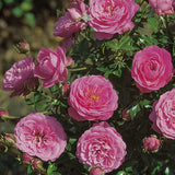 Trandafir floribunda  Amulett, livrat in ghiveci plant-o-fix de 2L