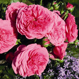 Trandafir Floribunda Baronesse, livrat in ghiveci plant-o-fix de 2L