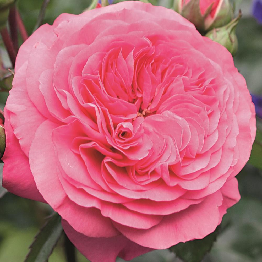 Trandafir Floribunda Baronesse, livrat in ghiveci plant-o-fix de 2L