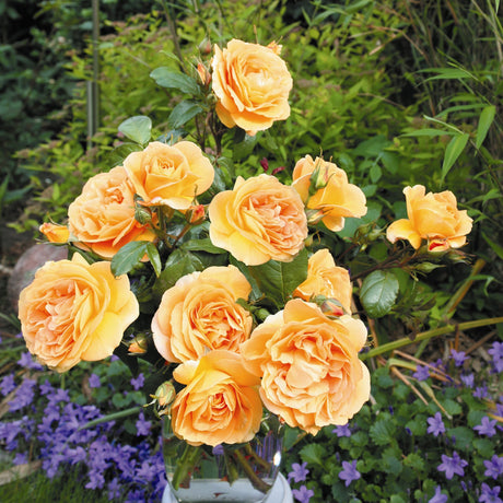 Trandafir Floribunda Bernstein Rose, livrat in ghiveci plant-o-fix de 2L